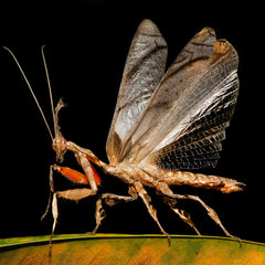 phyllocrania paradoxa ghost mantis