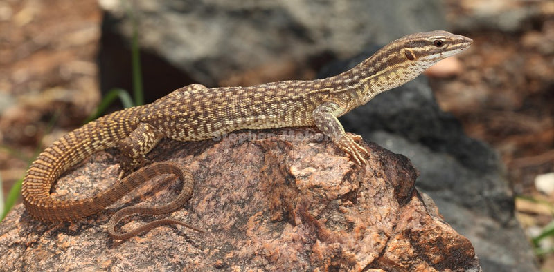 Varanus acanthurus stekelstaartvaraan