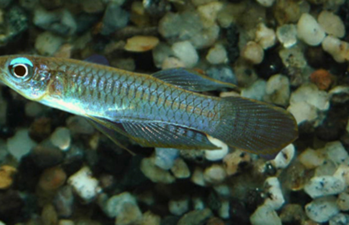 Poropanchax Normani M Blauwoogje