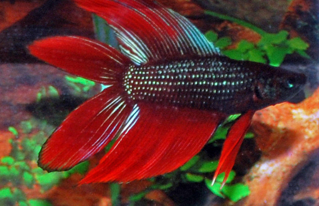 Betta Splendens Kempvis Man Doubletail Mixed colors