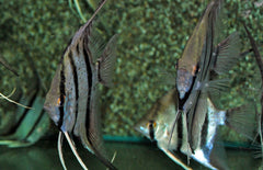 Pterophyllum scalare Peru Red Spotted Maanvis Peru Rio Nanay