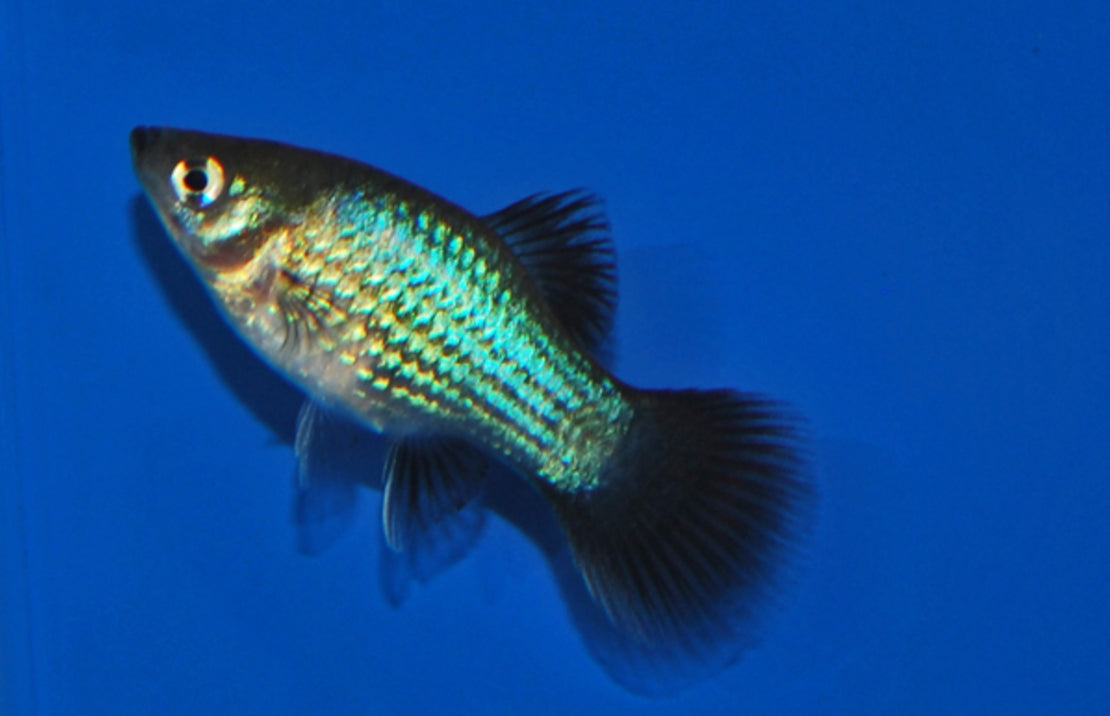 Xiphophorus maculatus platy Wagtail Blauw