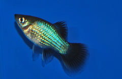 Xiphophorus maculatus platy Wagtail Blauw