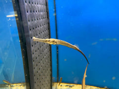 Doryichthys Boaja Naaldvis