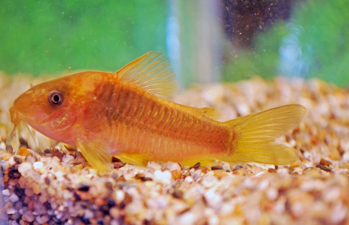 Corydoras Melanotaenia M Gouden Pantsermeerval