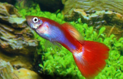 Poecilia reticulata Gup Neon Flamingo Red Male M