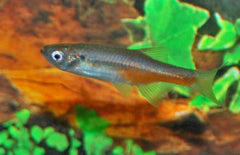 Devario Sondhii