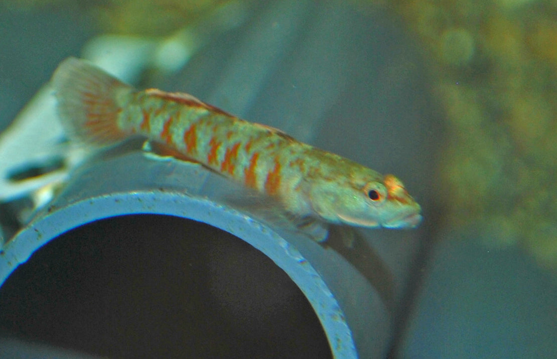 Rhinogobius Zhoui Grondel Zhoui Grondel Zhoui