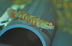 Rhinogobius Zhoui Grondel Zhoui Grondel Zhoui
