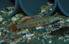 Rhinogobius Zhoui Grondel Zhoui Grondel Zhoui