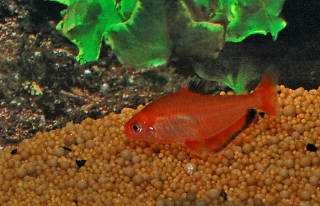 Hyphessobrycon Eques  M Rode Minor