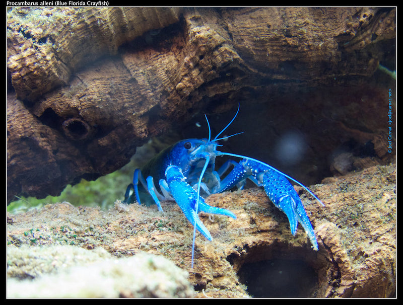 Procambarus alleni - Blauwe kreeft