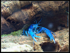 Procambarus Alleni - Blauwe Kreeft