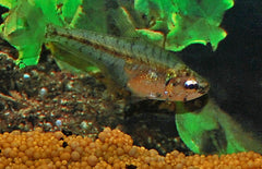 Asiphonichthys Condei