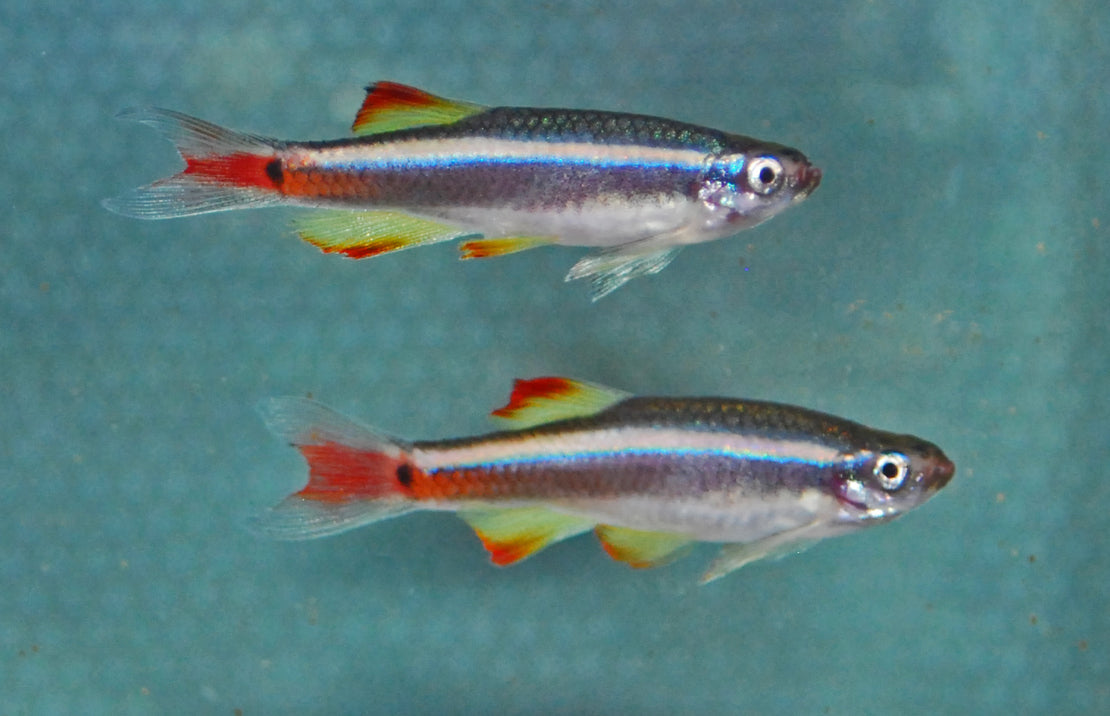 Tanichthys Albonubes Lini  M Rode Chinese Danio