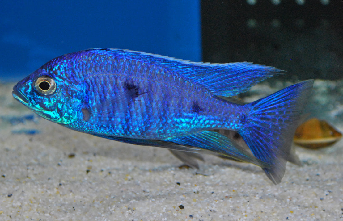 Copadichromis azureus