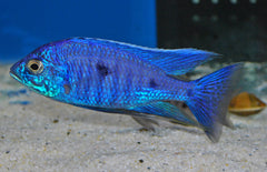 Copadichromis azureus