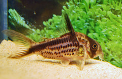 Corydoras Axelrodi L Pantsermeerval Axelrodi