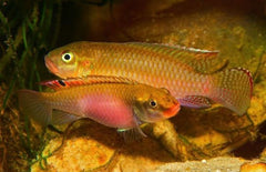 Congochromis Sabinae M Congocichlide Sabinae