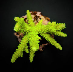 Acropora formosa (Green)