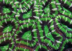 Acanthastrea Lordhowensis (Green Premium)