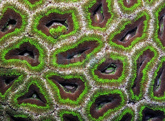 Acanthastrea Lordhowensis (Green Ultra)