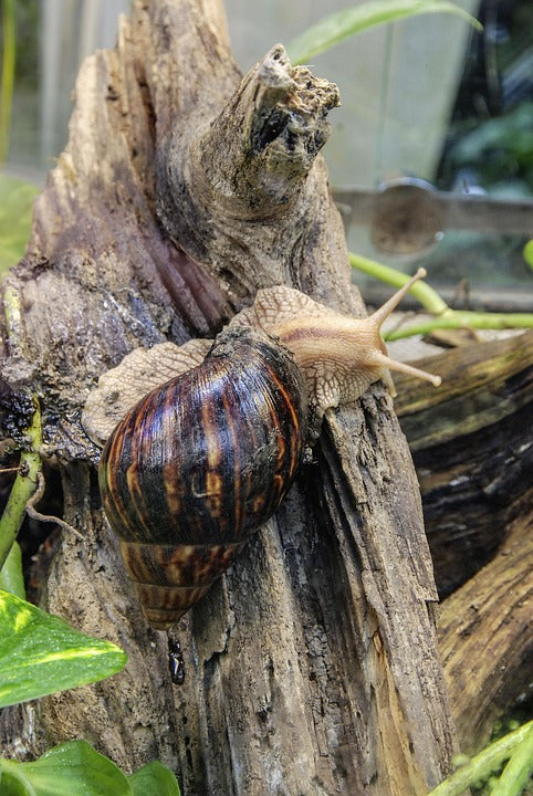 Agaatslak Achatina fulica