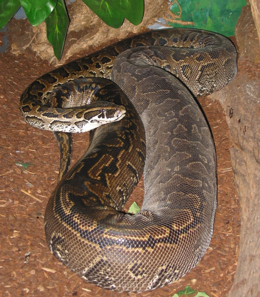 Python Sebea