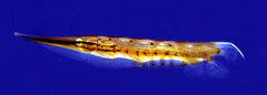 Aeoliscus Punctulatus
