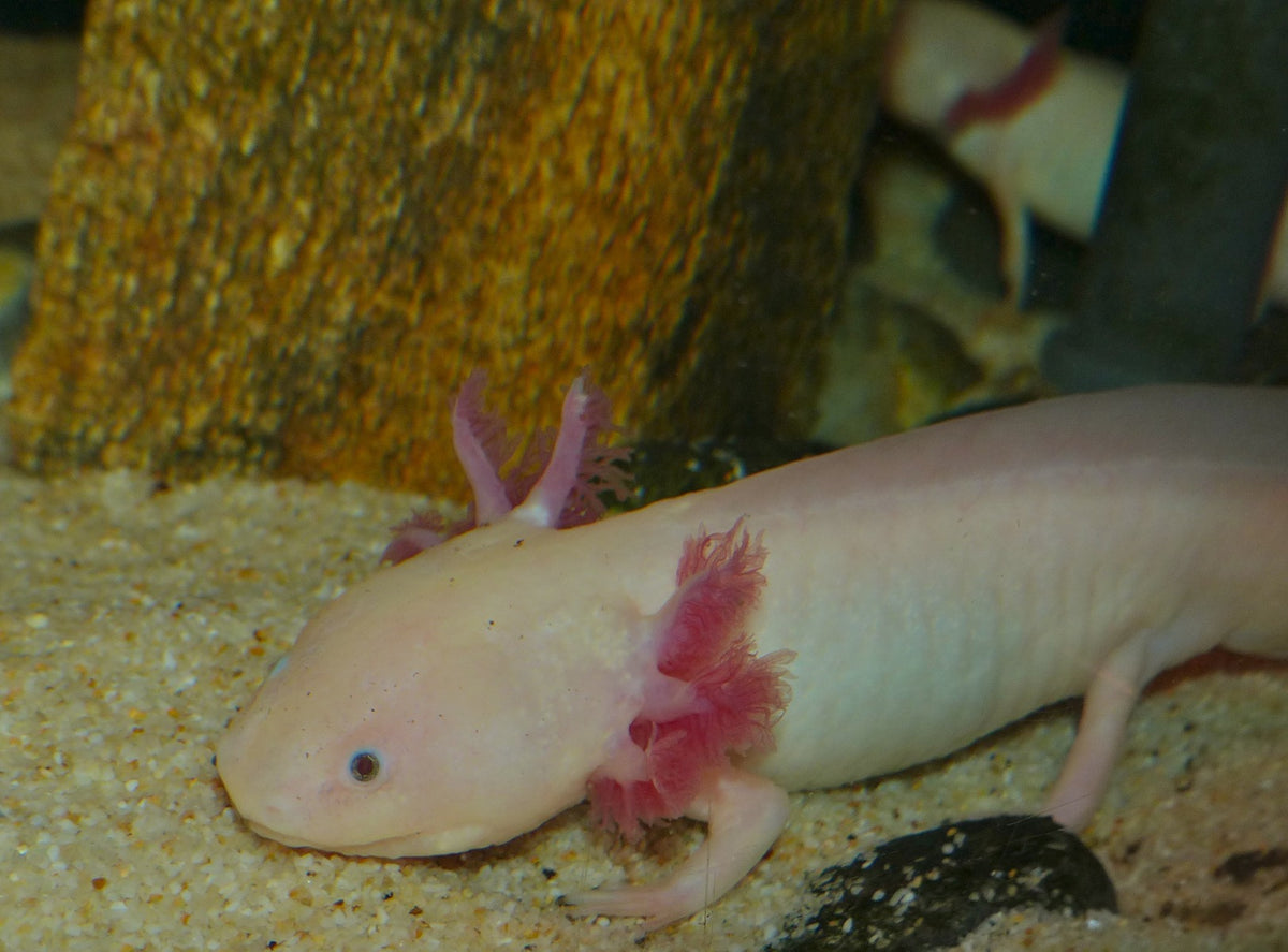 Axolotl Albino (Ambystoma Mexicanum)