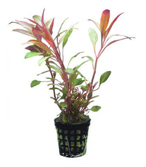 Alternanthera cardinalis
