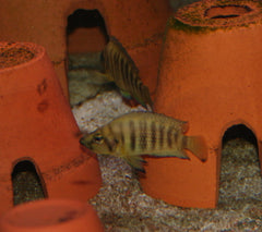 Altolamprologus compressiceps gold