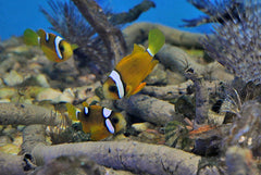 Amphiprion clarkii (Yellow deluxe) TB