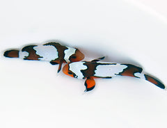 Amphiprion ocellaris black ice (pair) - T.B