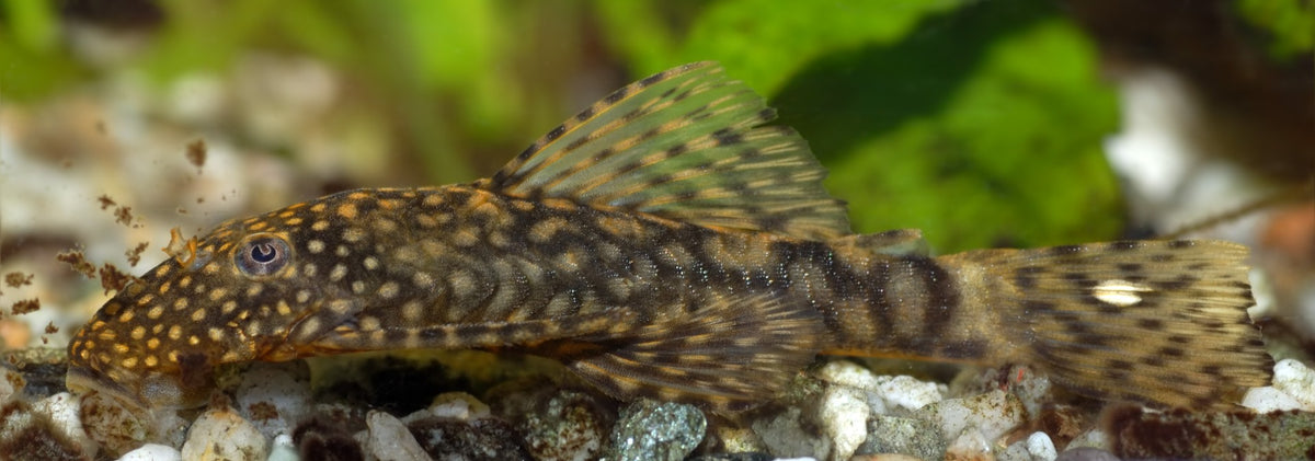 Ancistrus Triradiatus