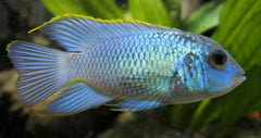 Andinoacara Pulcher Electric Blue M Elektrisch Blauwe Acara