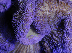 Stichodactyla spp. (Purple)