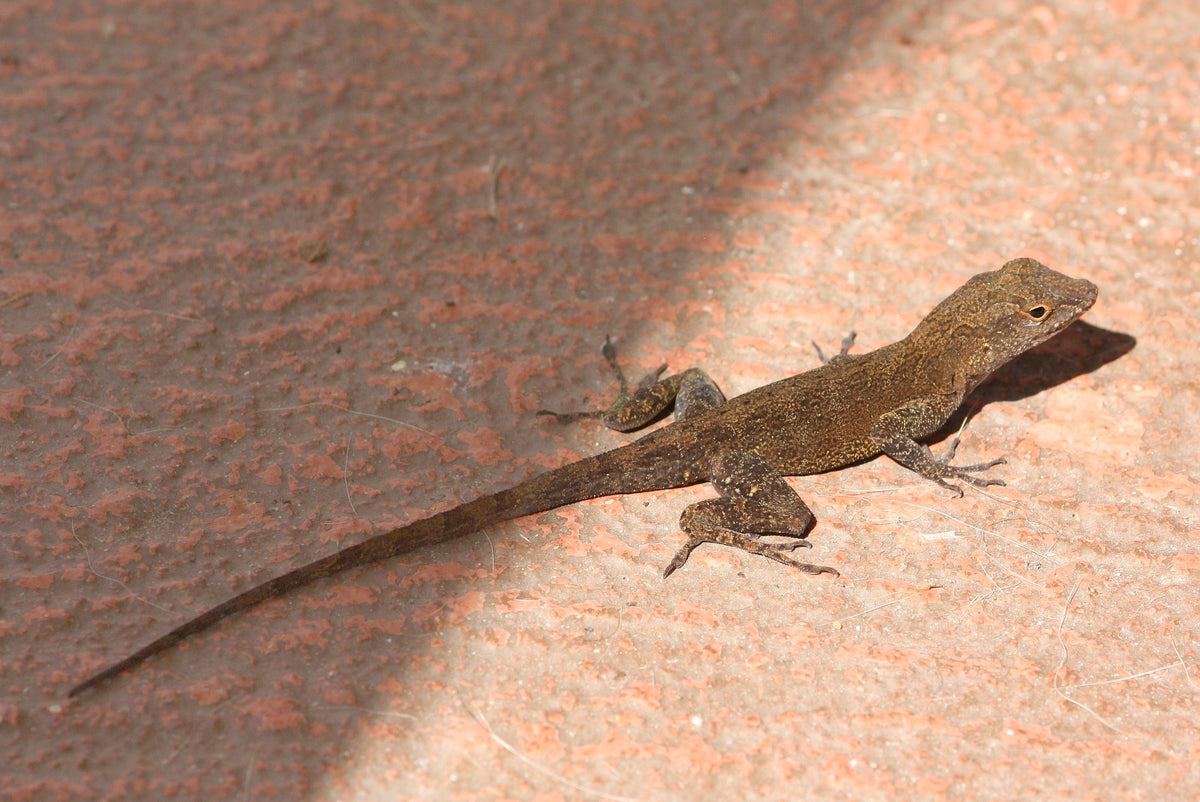 Anolis cristatellus