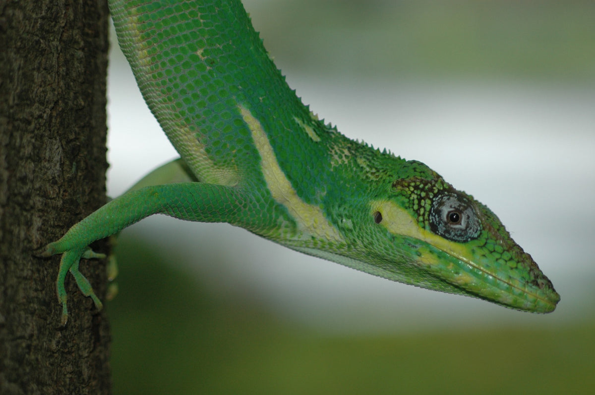 Anolis Equestris Ridderanolis