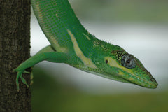 Anolis Equestris Ridderanolis