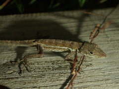 Anolis gingivinus