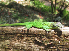 Anolis roquet roquet