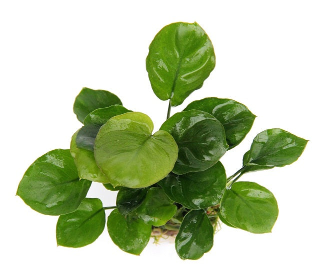 Anubias nana coin