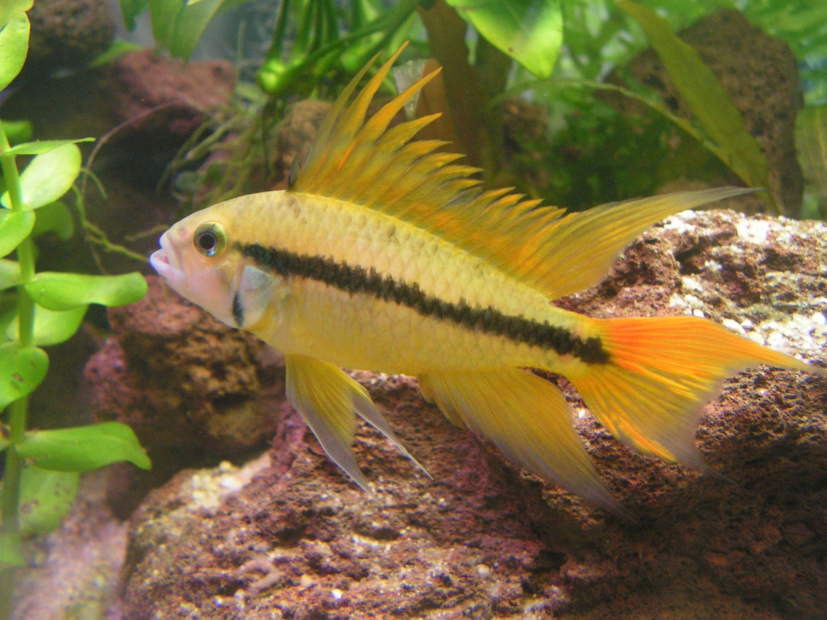 Apistogramma cacatuoides gold red
