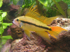 Apistogramma cacatuoides gold red