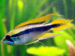 Apistogramma agassizi gold line tucurui