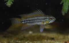 Apistogramma Bitaeniata (Dwergcichlide Bitaeniata)