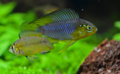 Apistogramma Borelli S-m Dwergcichlide Borelli