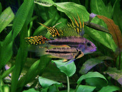 Apistogramma cacatuoides gold