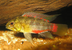 Apistogramma hongsloi red-gold